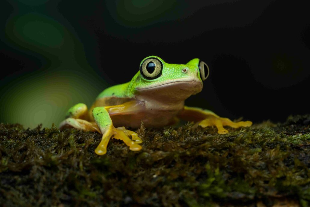 Tap Felix the frog and jump into 18 live and free webinars